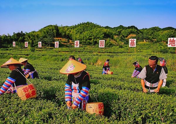 1、高山茶叶助力脱贫：郭兴成.jpg