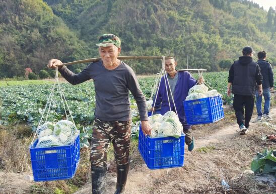 湖南沅陵莲花池村：片片嫩绿写新