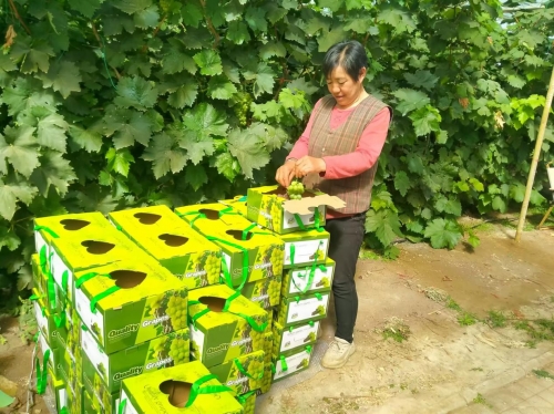 葡萄藤结出“成熟果”新产业带来“新希望”