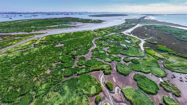 江岛湿地 陆之豪 摄2022年10月19日， 江苏省张家港市通洲沙江心岛，近处湿地绿色生物的宁静和远方南通市的繁华交相辉映。.jpg