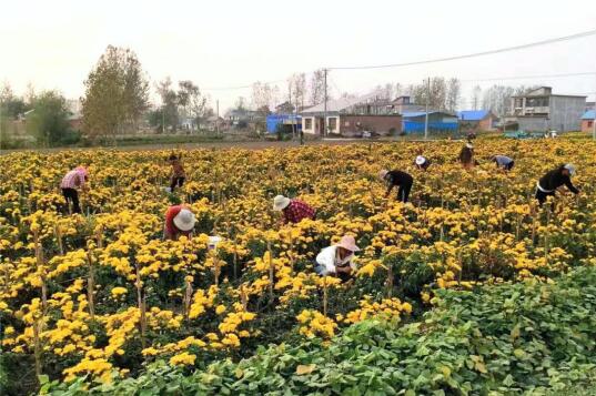 安徽泗县：菊花绽放满地“金”，特色产业促振兴