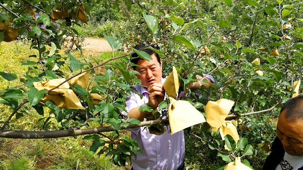 将产业大户培养为后备干部，指导农户种植技术.jpg