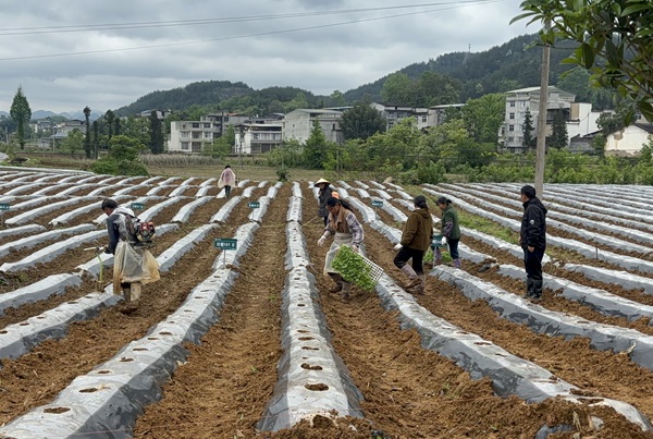 湖北利川齐心村：盘活土地兴产业 多元发展促增收