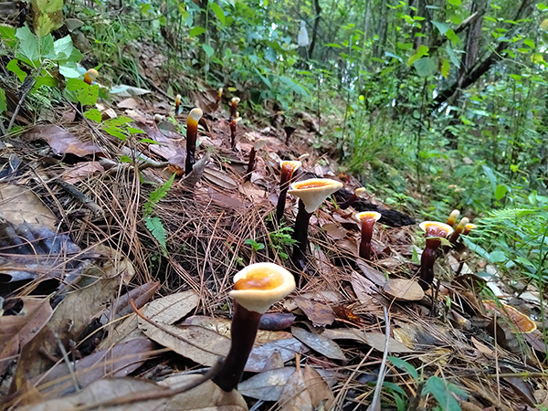 “列阵”生长的白肉灵芝。.jpg