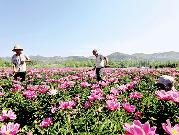 围场满族蒙古族自治县大唤起乡芍药种植基地。 张丹摄.jpg