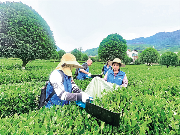 陕西平利县长安镇乡村建设服务公司组织机采夏茶。 (2).jpg