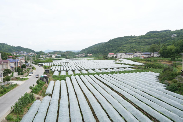 从“三熟制”典范到乡村振兴新图景 ——保靖县拱桥村的破茧之路
