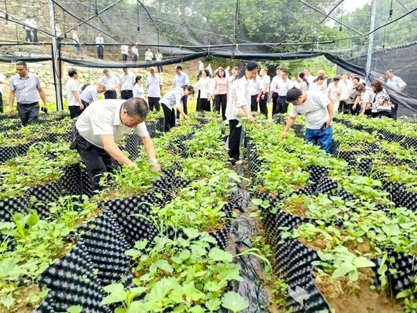 湖北十堰城关镇：绿色产业铺就乡村振兴“黄金路”