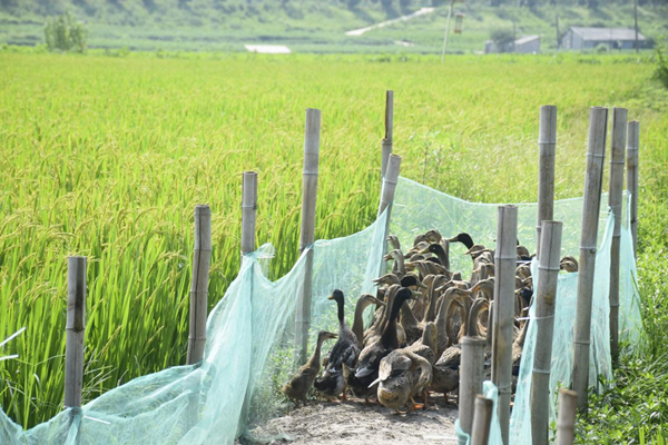 20250725175340516013.png 图片1.png