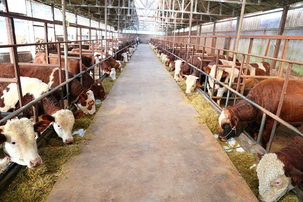 肉牛养殖场一角.jpg