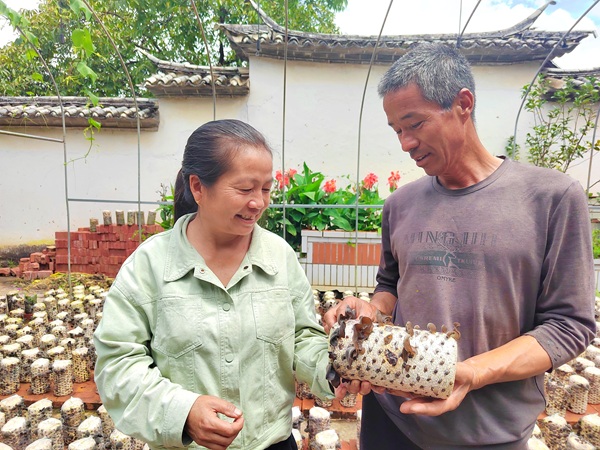 20250915175793652838.jpg 一朵朵肉嘟嘟的黑木耳惹得杨洁志夫妇眉开眼笑.jpg