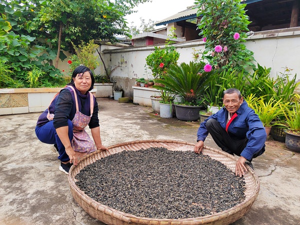 20250915175793662611.jpg 高云标、毕学会夫妇在晾晒黑木耳.jpg