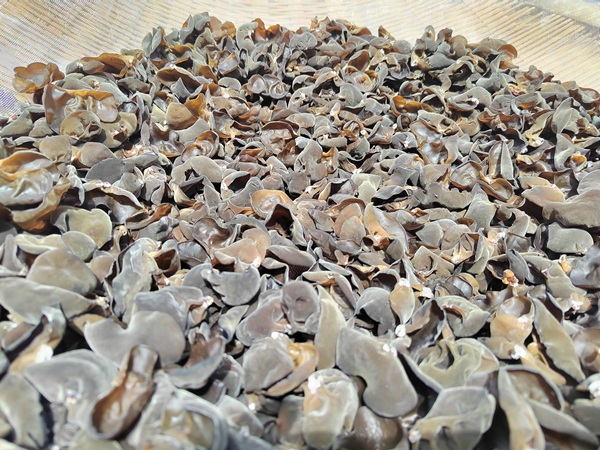 20250915175793672512.jpg 新鲜黑木耳.jpg