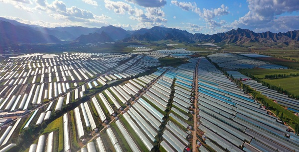 内蒙古自治区宁城县： 发挥北京三大优势 打造蔬菜产业集群