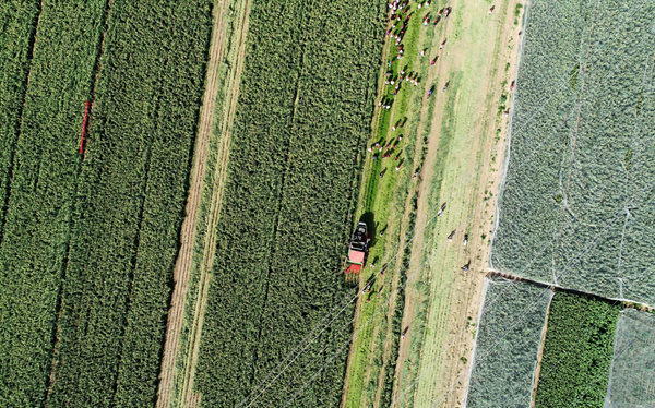 河北宣化：培育绿色品牌  “小谷子”做成“大文章”