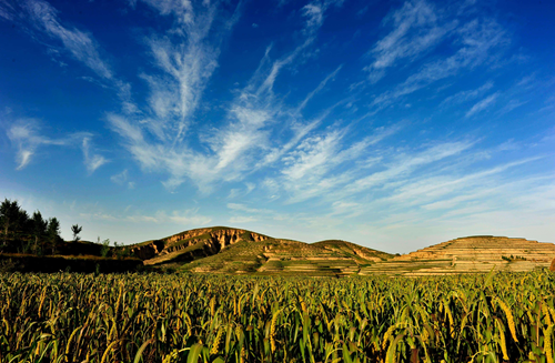 陕西米脂：擦亮小米“金招牌” 蹚出致富“新路子”