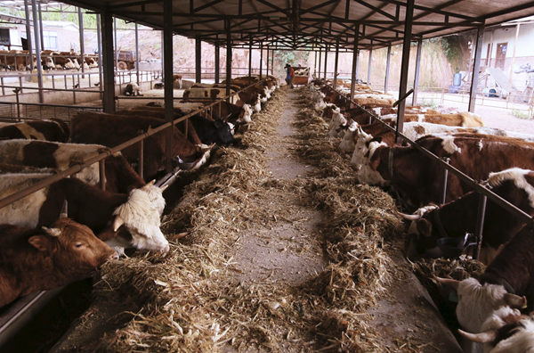 云南永平：566万元养牛“金”因牛而“牛”