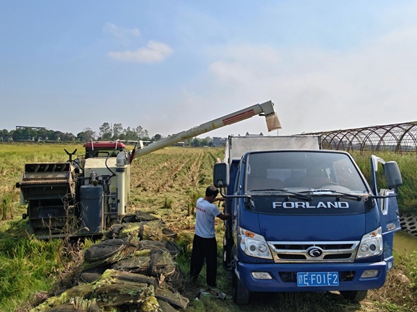 赣北高标准农田 “变形记”：碎田变沃土，农民钱包鼓！