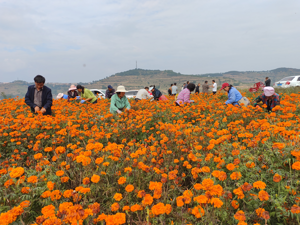 甘肃省清水县远门镇：富民产业“齐开花”，群众增收“钱景好”
