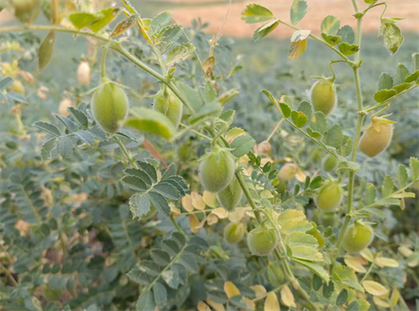 我的田埂初心：用科技唤醒木垒鹰嘴豆的增产密码