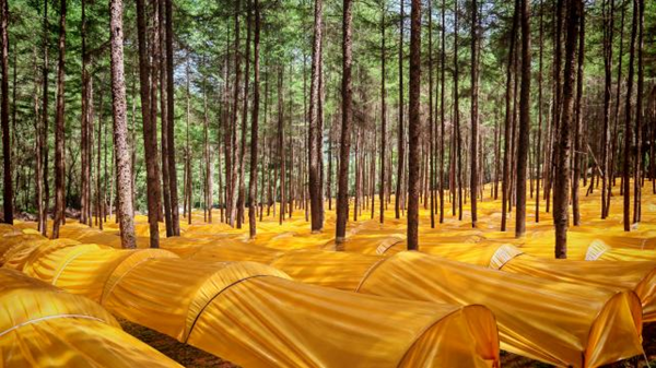 秦巴山上无闲草 漫山遍野都是宝