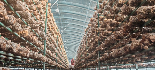 河南省济源市大峪镇农民大棚致富