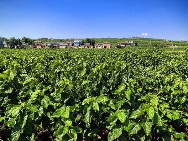 云南祥云：构建“互联网”  织就“新丝路”