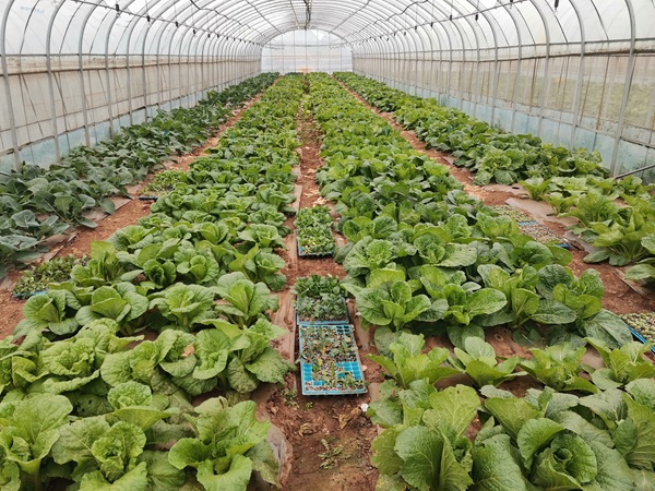 3.青岗岭村种植大棚蔬菜。（唐金龙 摄）.jpg