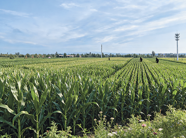 高标准农田“阳高模式”成效初显