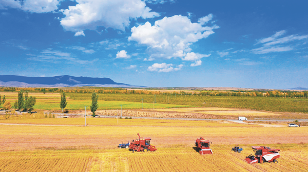 山西左云县： 锚定三维发力 深耕振兴沃土