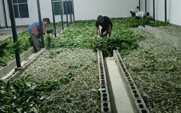 陕西紫阳洞河镇：春光催人兴桑忙