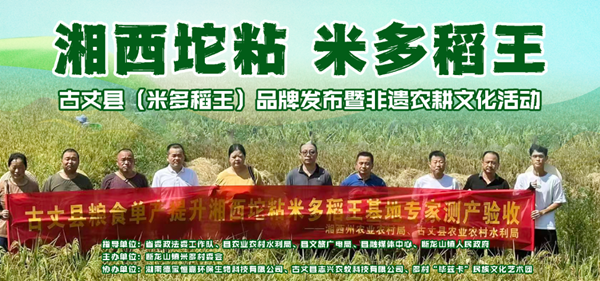 湖南古丈：一粒传承千年的稻种 续写乡村振兴新篇章