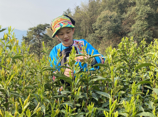 郭孝华：一片“金叶子”的进京路