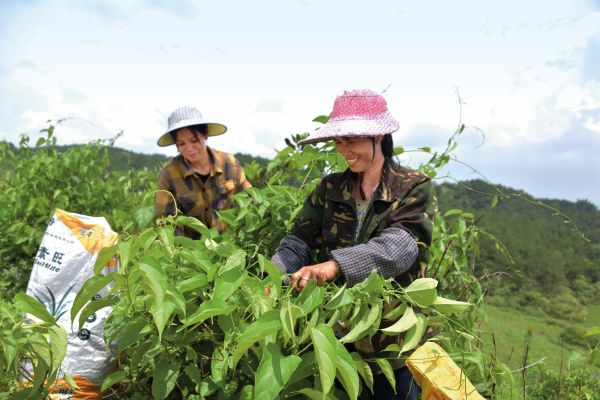 宁明县在纳利村打造了近 600 亩星油藤产业基地。图为纳利村村民采摘星油藤。 陈桂梅_摄.jpg