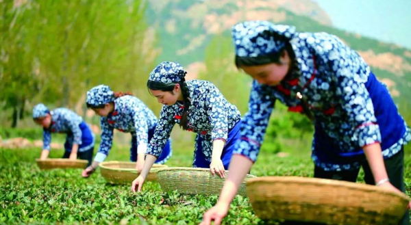 泰山茶