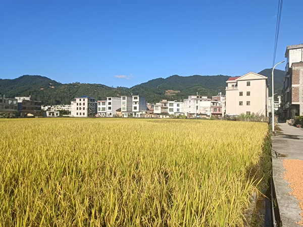 藏粮于地藏粮于技 康养稻米赋能乡村振兴——记福建漳州灵海农业发展有限公司创始人陈庆瑜的兴农之路