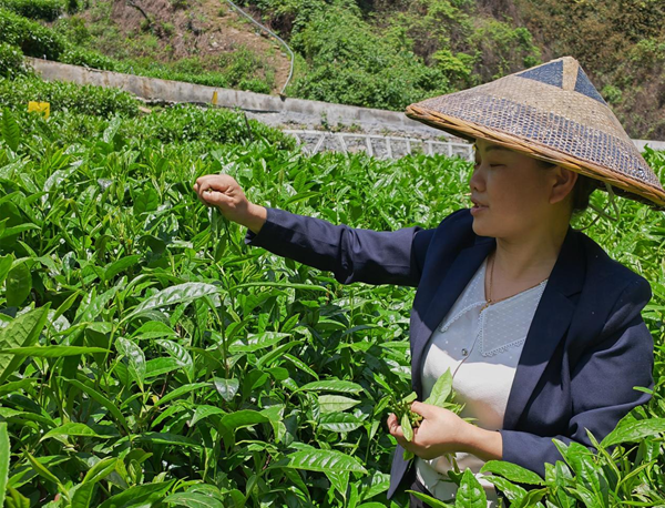 壤寨古茶坊：一个家庭农场的“有机梦”