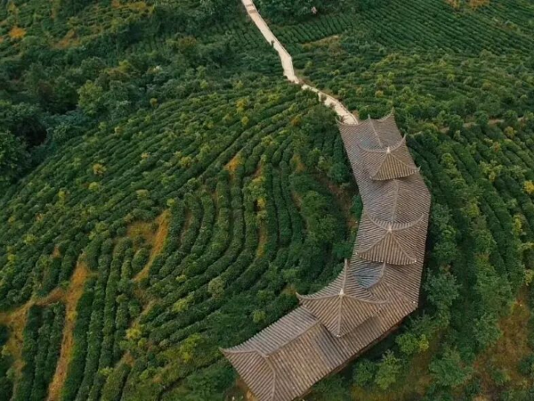 茶婆峰下的“两山”答卷：当规模与有机携手乡村振兴