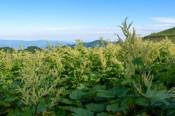 云端草坝 大黄为魂