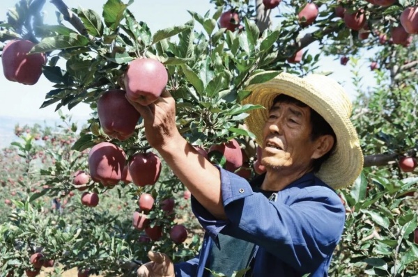 甘肃省天水市委副书记、市长刘力江：以“花牛苹果又大又红”为笔 绘就产业富民壮美画卷