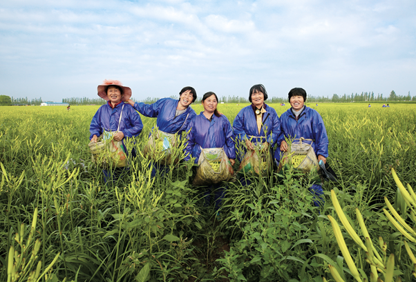 大同市云州区务工群众采收黄花，丰收的忙碌令她们笑逐颜开。.png