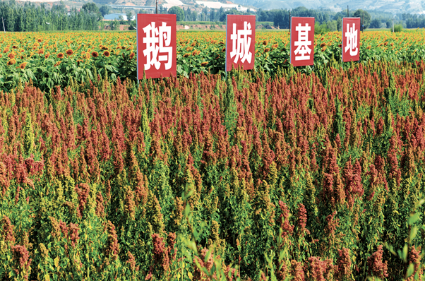 忻州市静乐县藜麦基地中的藜麦成熟了。 范晓炜_摄.png