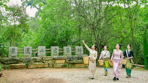 千年茶脉续新章：景迈山以世遗赋能茶旅融合 绘就乡村振兴新画卷