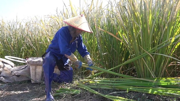 撂荒三十载 盐碱地里长出 “致富茭”